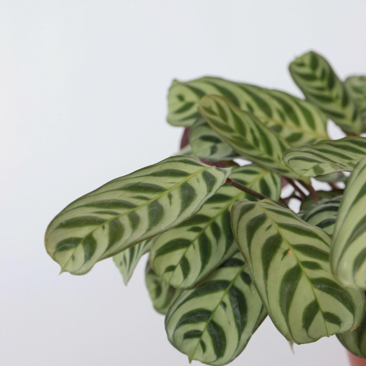 Planta De Oración - 2 Pzs - Ctenanthe 'burle-marxii' - Altura 30-40cm - ⌀14cm_3