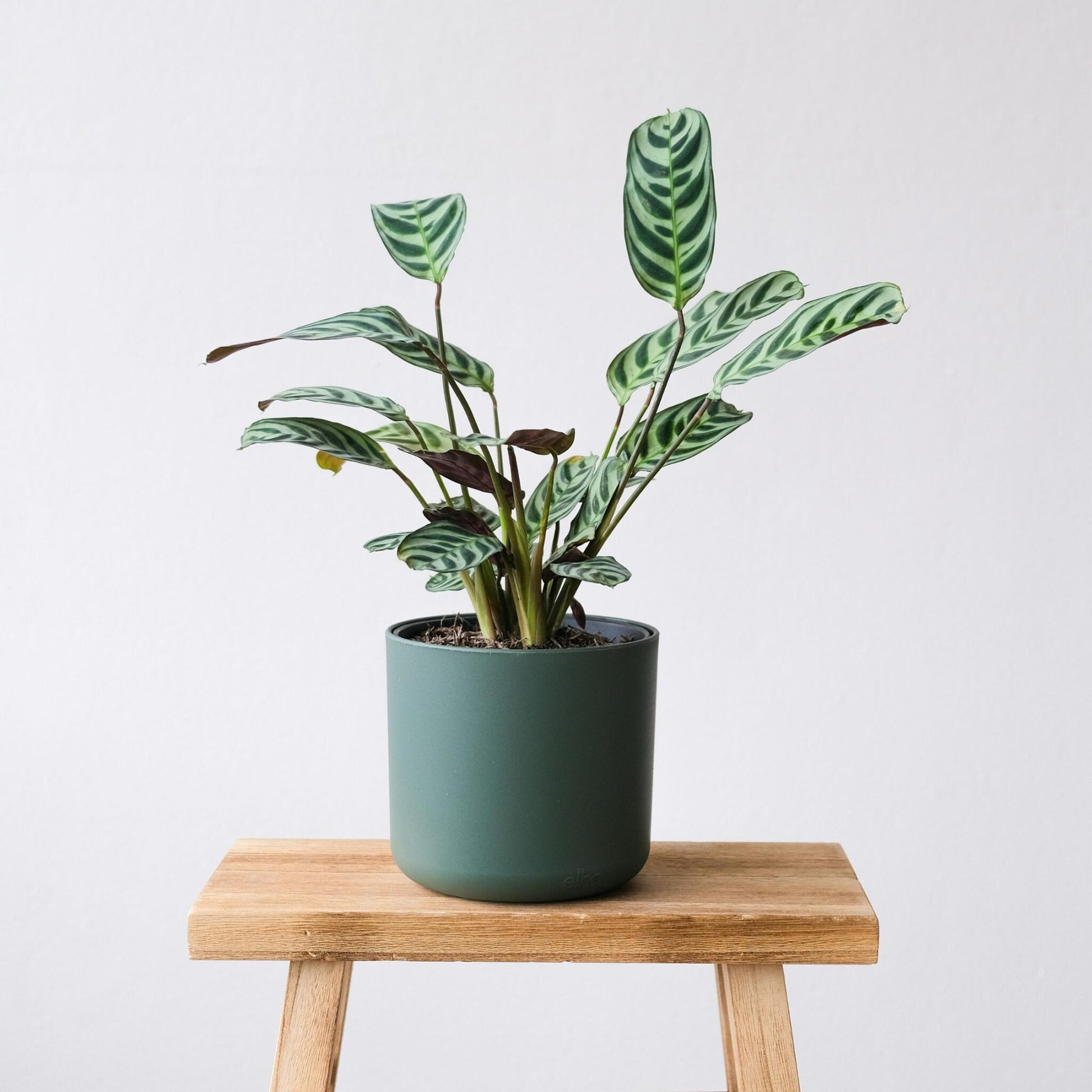 Planta De Oración - 4 Pzs - Ctenanthe 'burle-marxii' - Altura 25-40cm - ⌀12cm_1