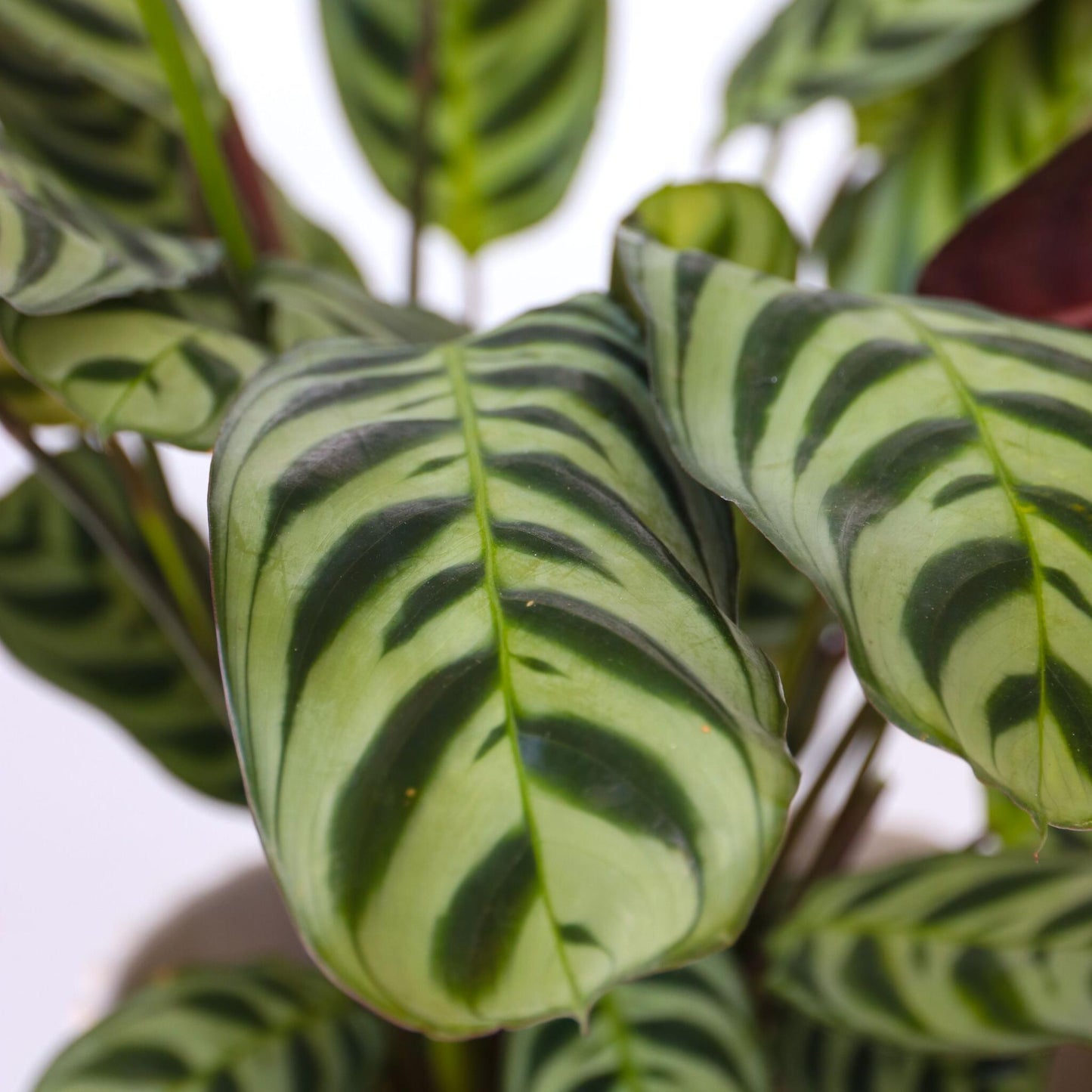 Planta De Oración - 4 Pzs - Ctenanthe 'burle-marxii' - Altura 25-40cm - ⌀12cm_3