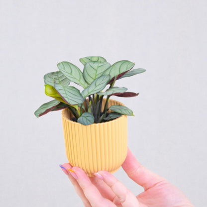 Planta De Oración - Ctenanthe Burle-marxii 'amagris' - Altura 25-35cm - ⌀14cm_1