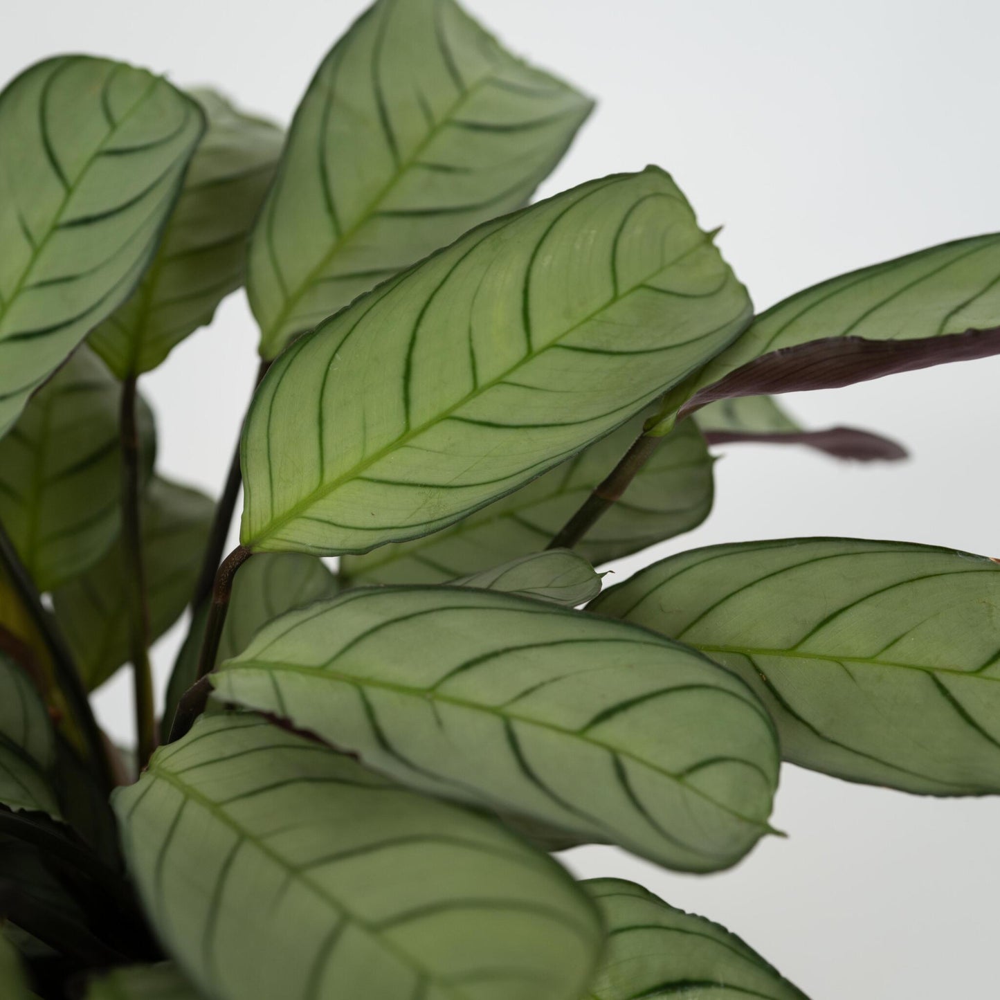 Planta De Oración - Ctenanthe Burle-marxii 'amagris' - Altura 25-35cm - ⌀14cm_3