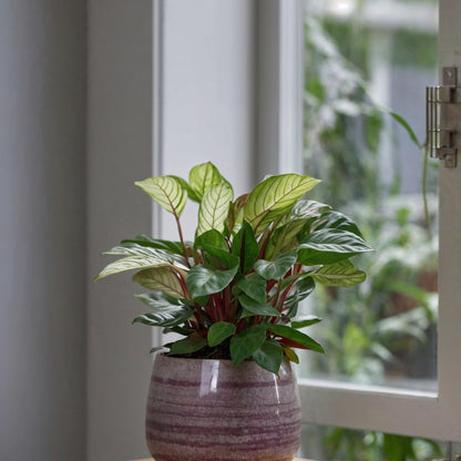 Planta De Oración - Ctenanthe 'amagris' - Altura 20-30cm - ⌀12cm_1