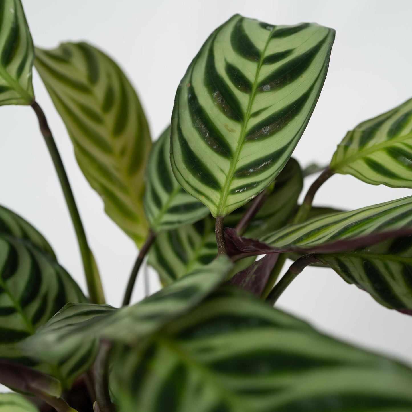 Planta De Oración - Ctenanthe 'amagris' - Altura 20-30cm - ⌀12cm_3