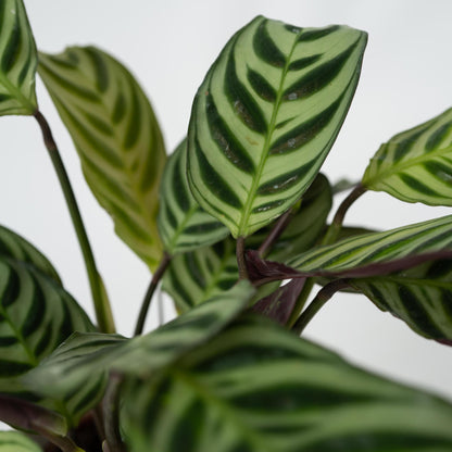 Planta De Oración - Ctenanthe 'amagris' - Altura 20-30cm - ⌀12cm_3