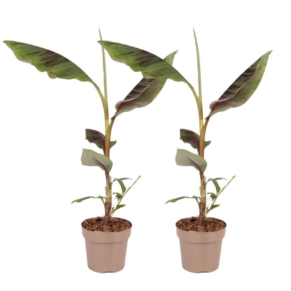 Planta De Plátano Roja - 2 Piezas - Ensete Ventricosum - Altura 55-70cm - ⌀21cm_0