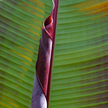 Planta De Plátano Roja - Musa Sikkimensis Ever Red - Altura 55-70cm - ⌀21cm_3