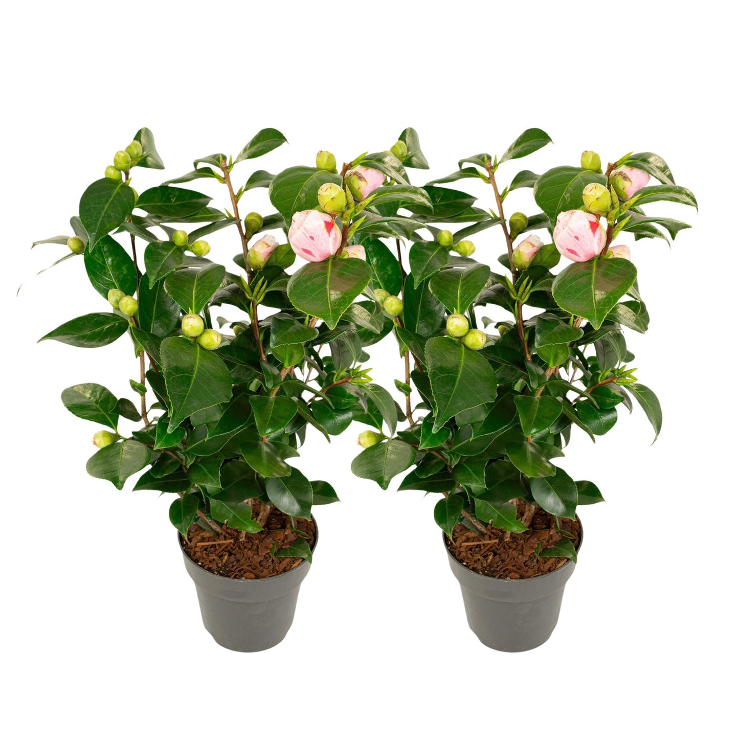 Planta De Té - 2 Pzs - Camellia Japonica 'bonomiana' - Altura 50-60cm - ⌀15cm_0