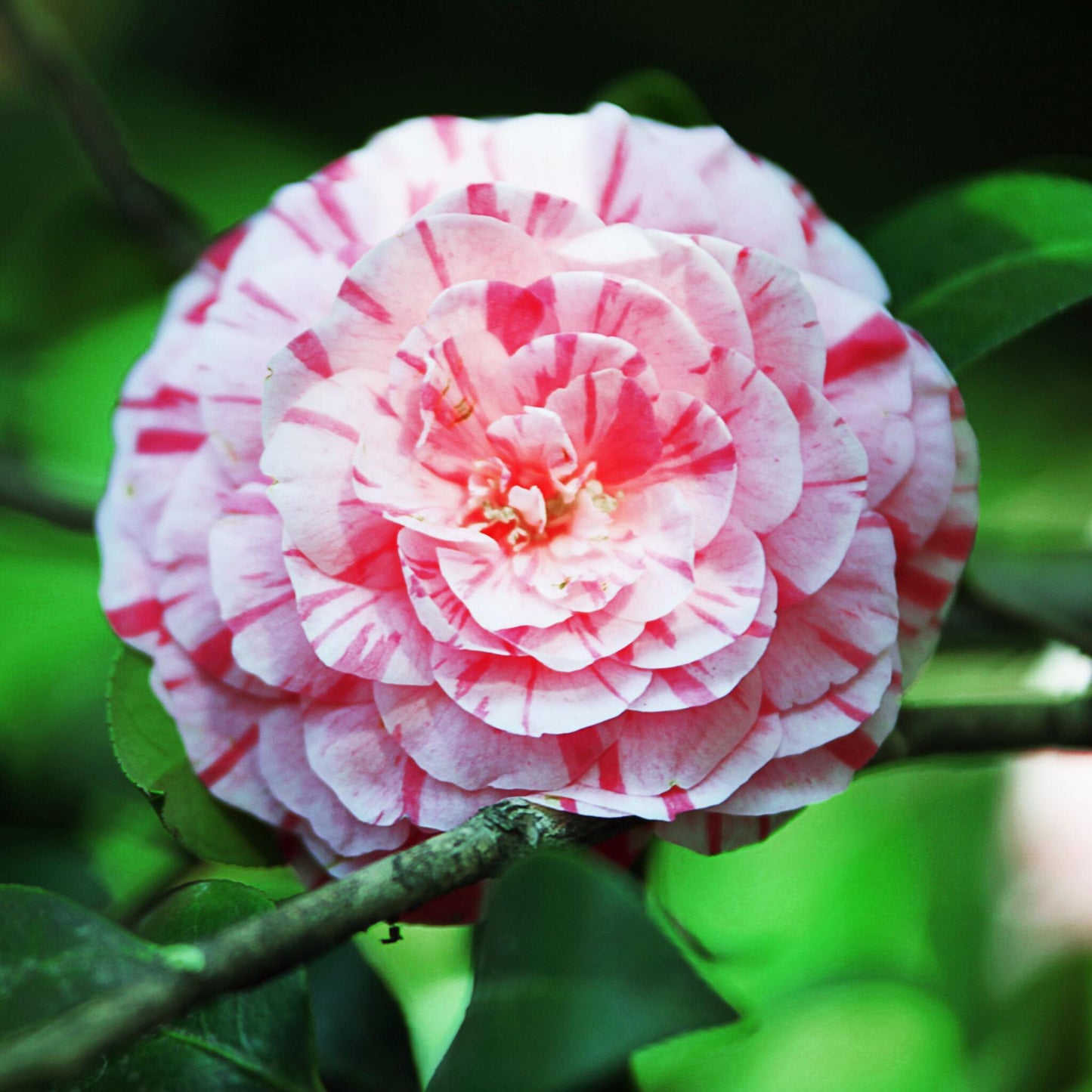 Planta De Té - 2 Pzs - Camellia Japonica 'bonomiana' - Altura 50-60cm - ⌀15cm_3
