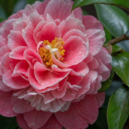Planta De Té - 2 Pzs - Camellia 'volunteer' - Altura 25-40cm - ⌀13cm_1