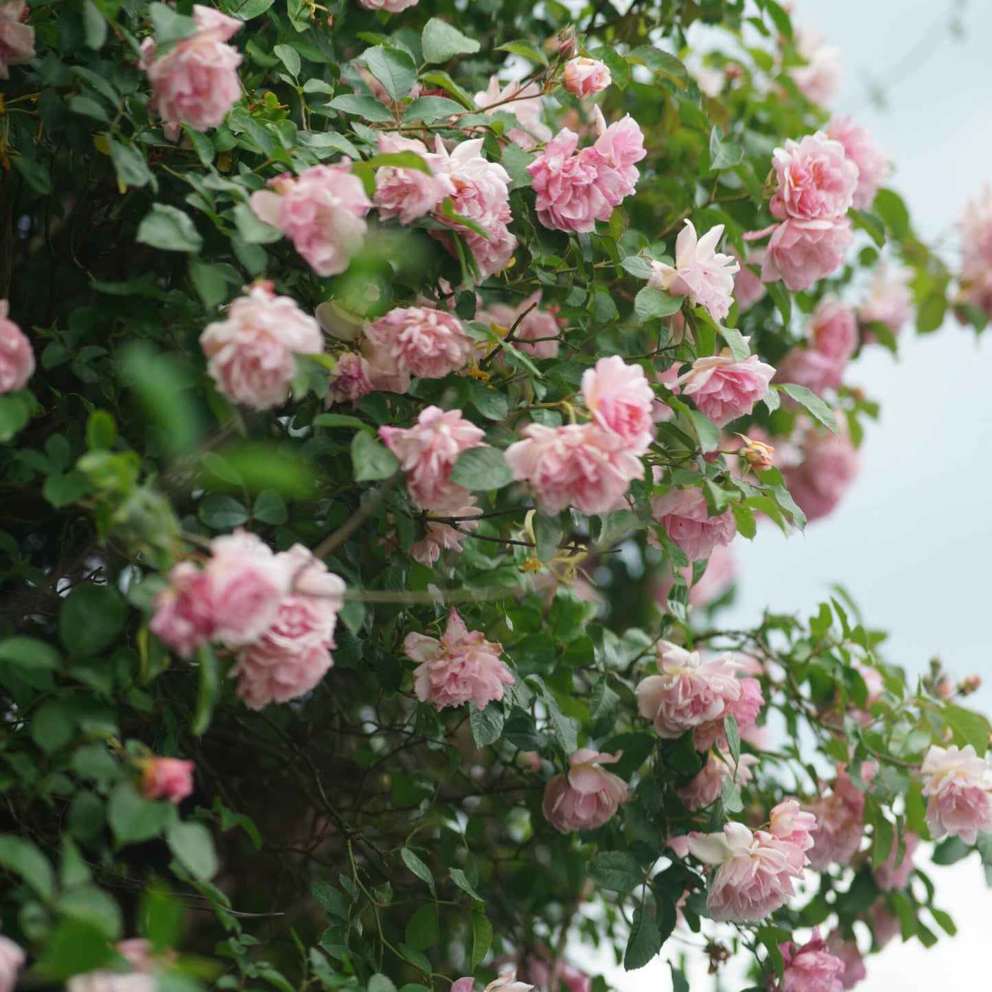 Planta De Té - Camellia Japonica 'bonomiana' - Altura 50-60cm - ⌀15cm_1