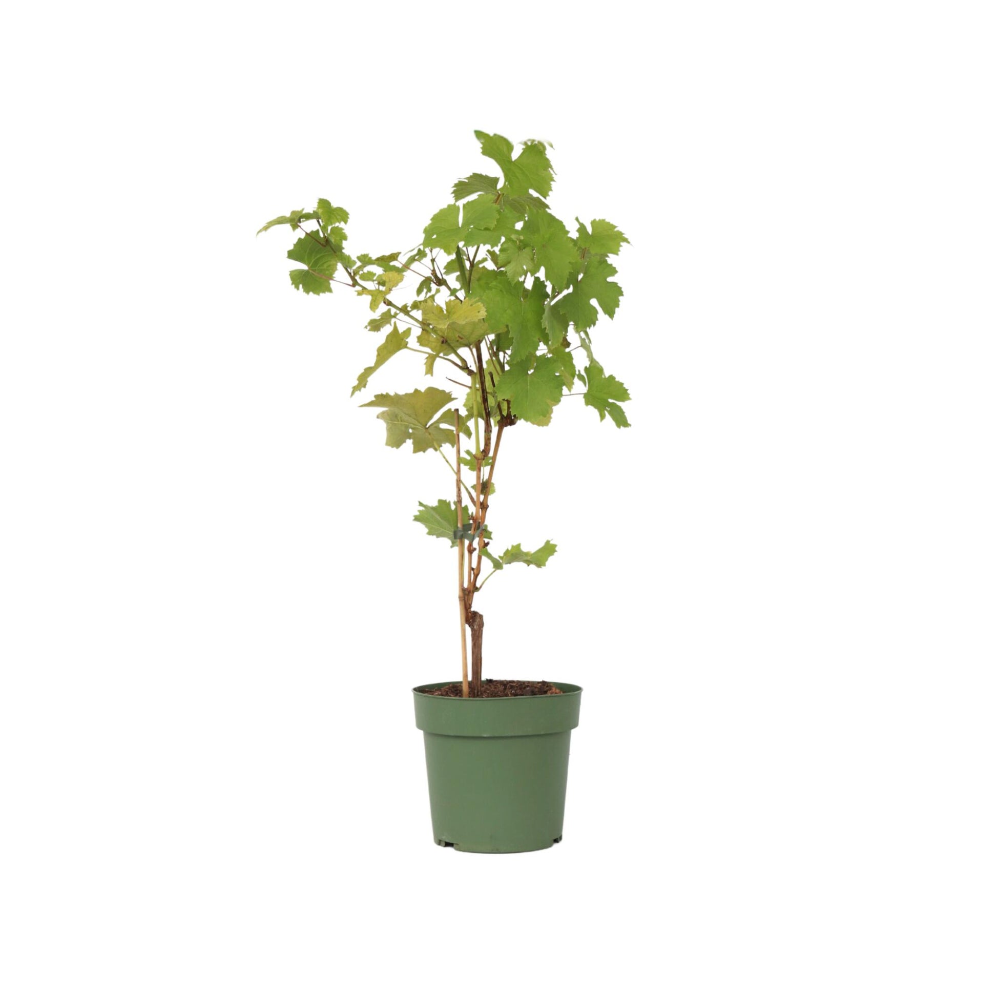 Planta De Uva - Vitis Vinifera ‘himrod’ - Altura 60-75cm - ⌀21cm_0