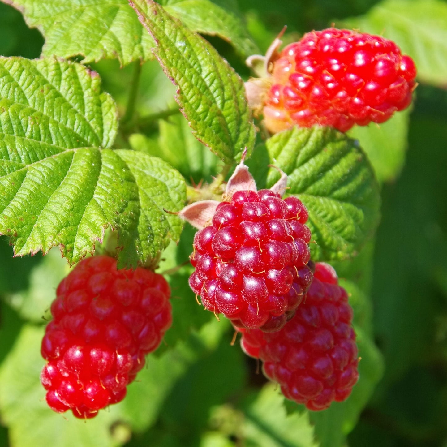 Planta De Zarzamora - 3 Pzs - Rubus 'tayberry' - Altura 25-40cm - ⌀9cm_3