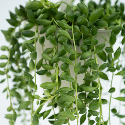 Planta Del Rosario - 2 Pzs - Senecio Rowleyanus - Altura 10-20cm - ⌀12cm_3