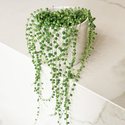 Planta Del Rosario - Senecio Rowleyanus - Altura 10-20cm - ⌀12cm_1