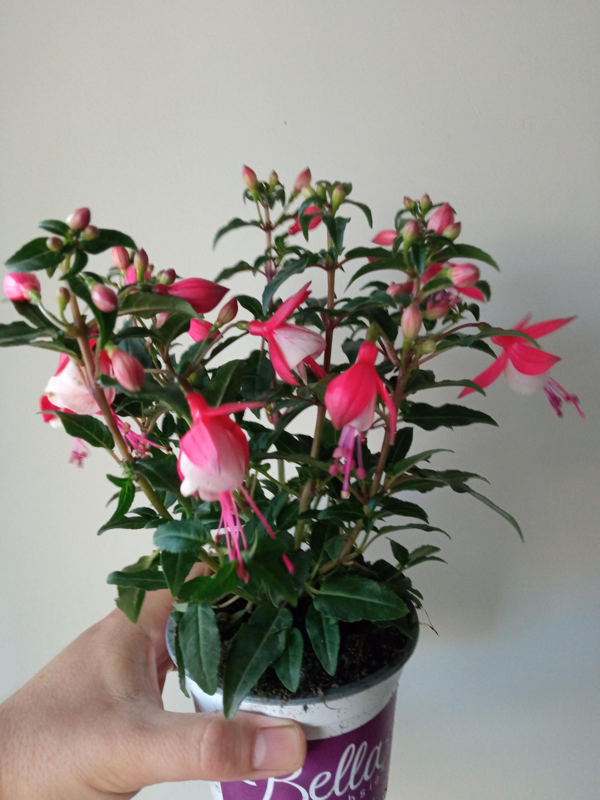 Planta Fuchsia Pendientes De La Reina 1 Und Flor Surtida Ø10 Cm_0