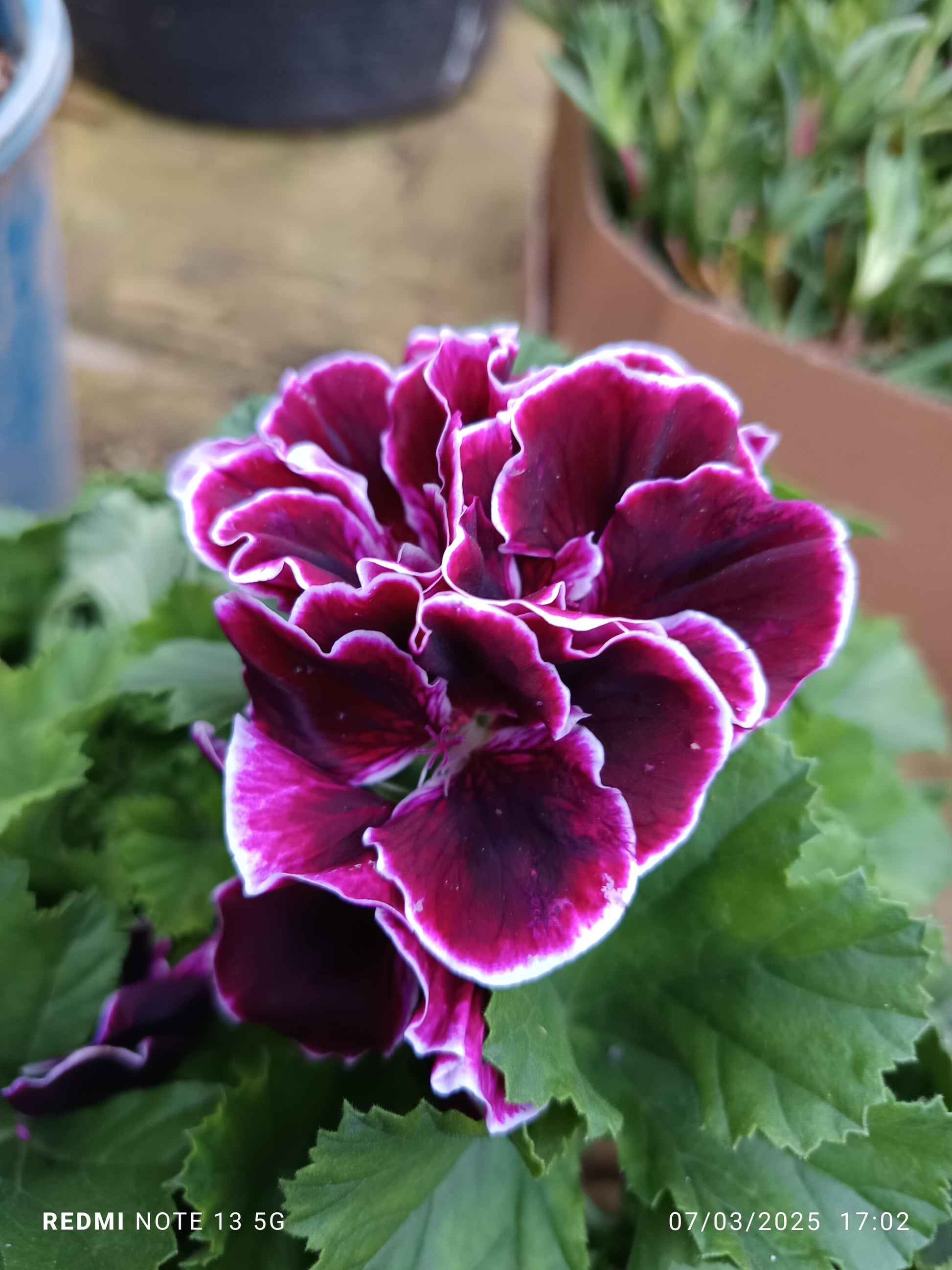 Planta Geranio Frances Flor Surtida Ø17 Para Sol_0