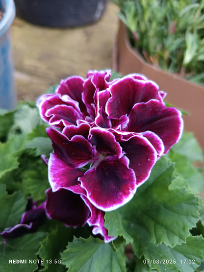 Planta Geranio Frances Flor Surtida Ø17 Para Sol_0