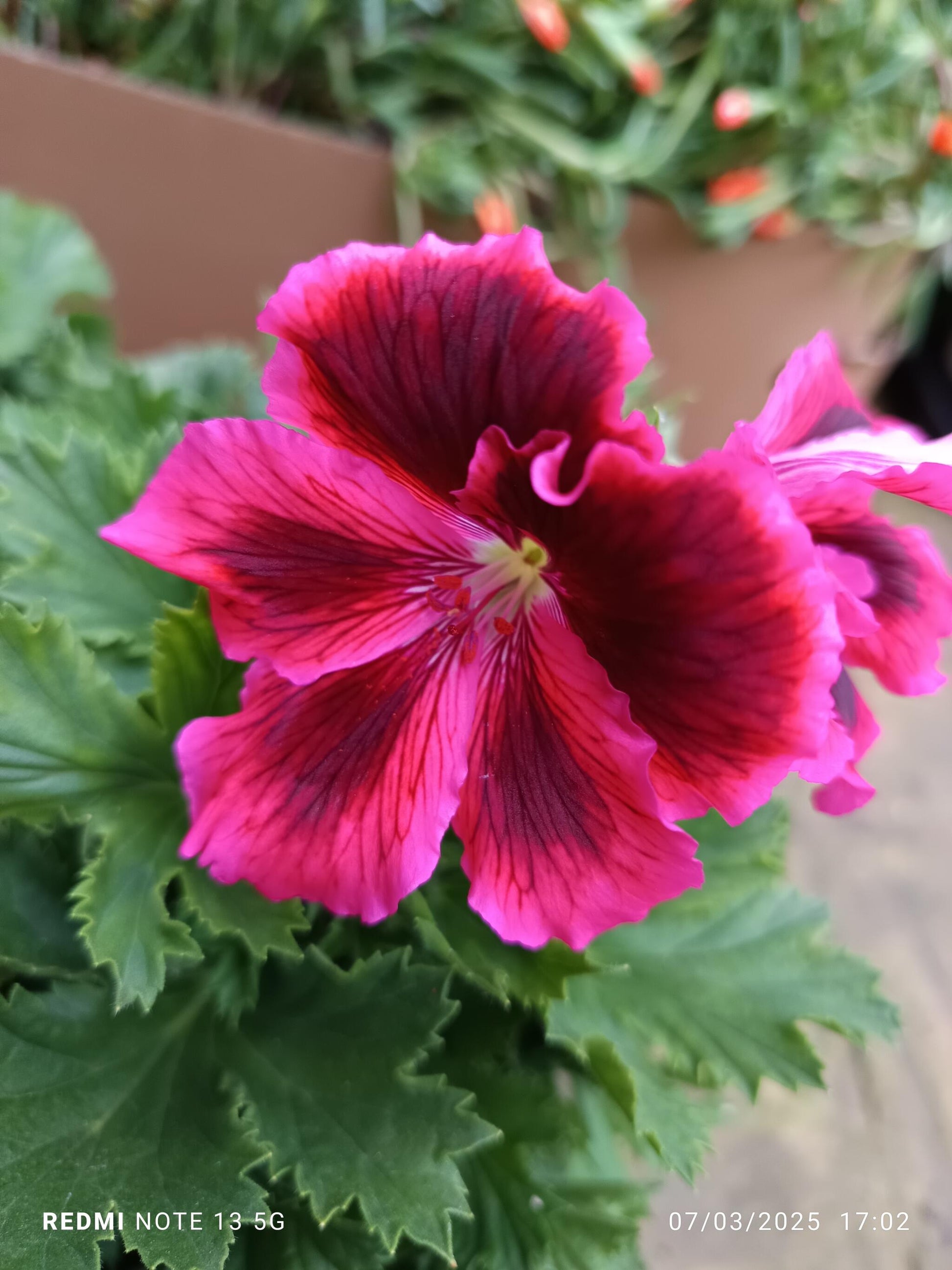 Planta Geranio Frances Flor Surtida Ø17 Para Sol_2