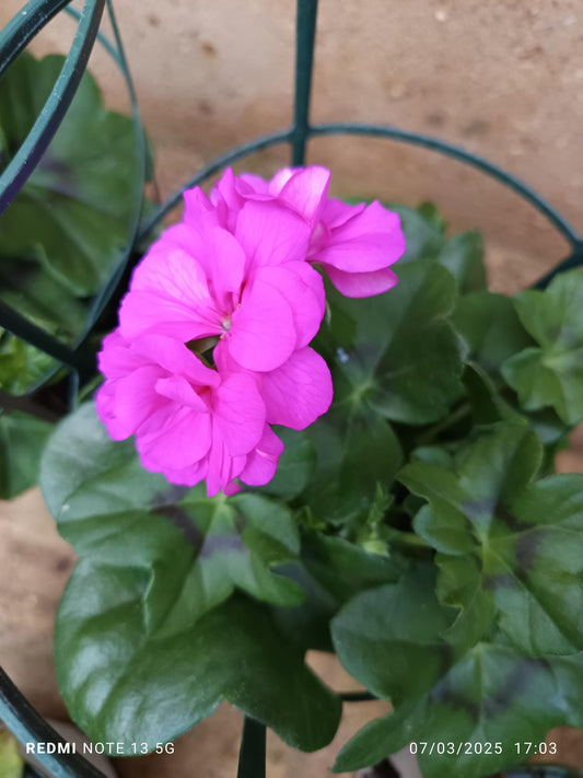 Planta Geranio Hiedra Gitanilla De Flor Surtida Ø14_0