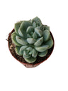 Jade Rose Mini Planta Suculenta Ø5 Cm