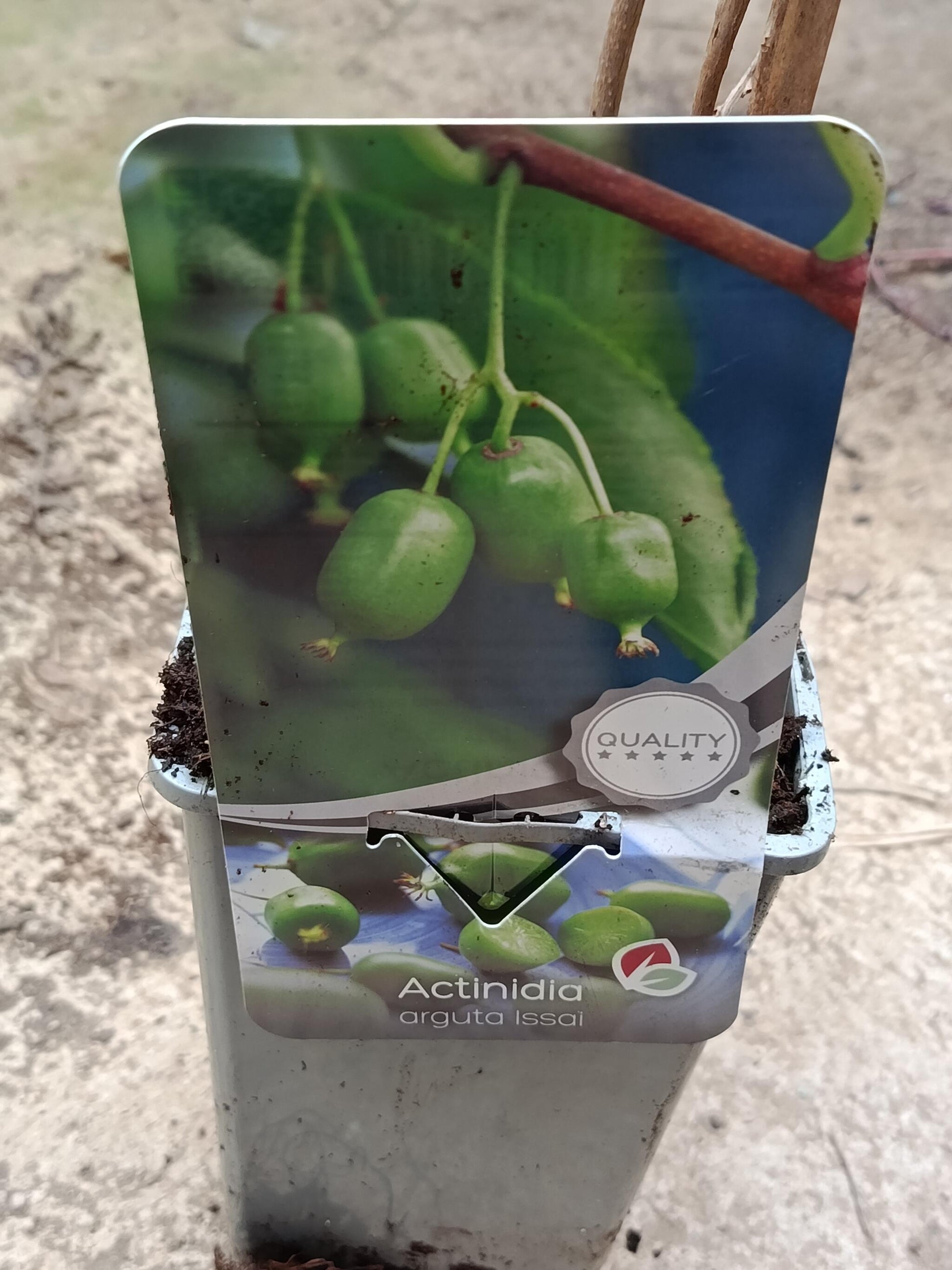Planta Kiwi Actinidia AUTOFERIL Arbol Frutal Trepador Ø9_1