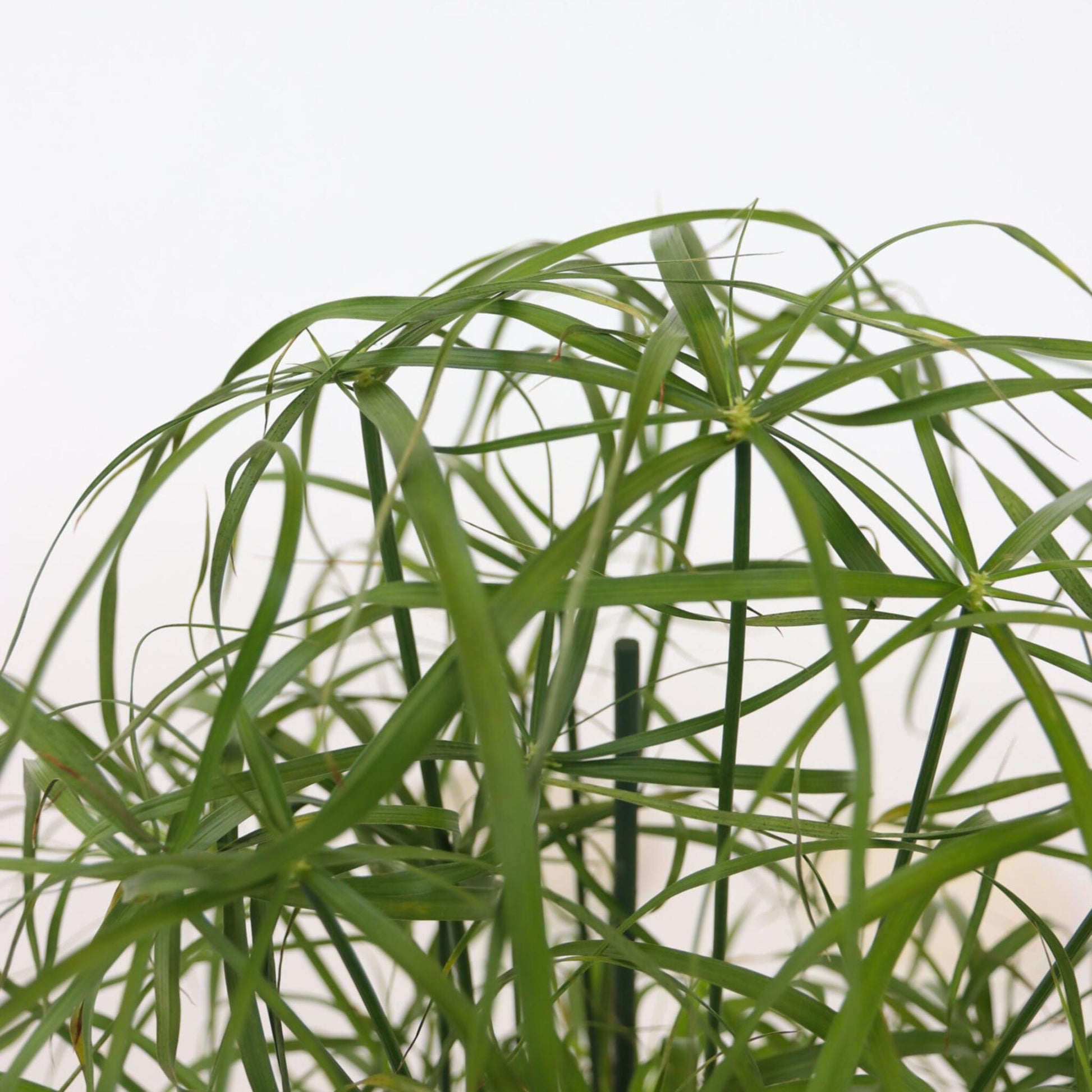 Planta Paraguas - 4 Pzs - Cyperus Alternifolius - Altura 40-50cm - ⌀14cm_3