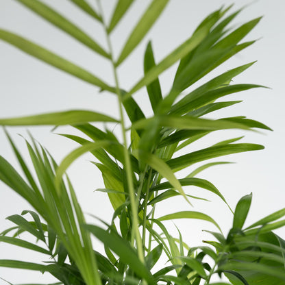 Plantas De Interior Económicas - 4 Pzs - Altura 25-40cm - ⌀12cm_3