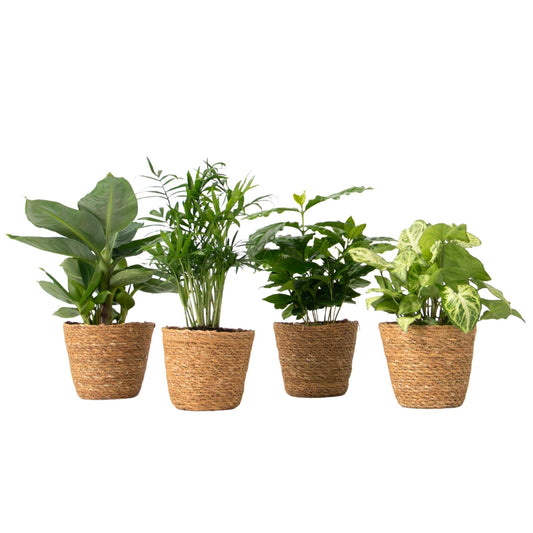 Plantas De Interior En Cesta Decorativa - Set De 4 - Altura 25-40cm - ⌀12cm_0