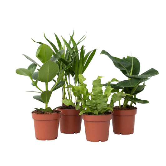 Plantas De Interior 'cuarteto Verde' - 4 Pzs - Altura 25-40cm - ⌀12cm_0