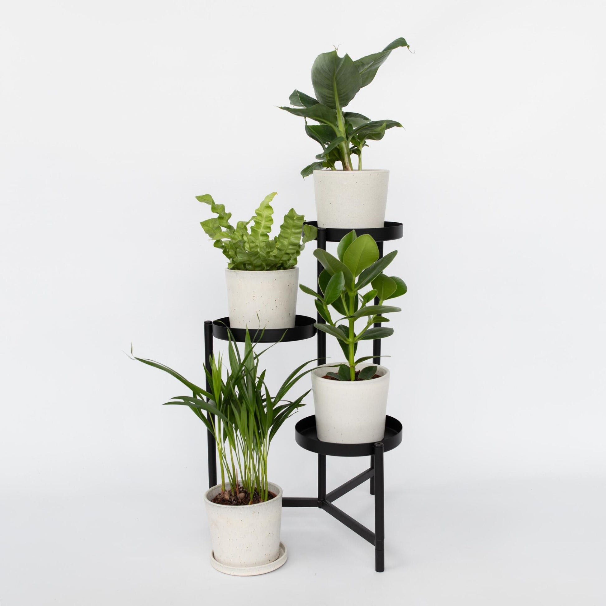 Plantas De Interior 'cuarteto Verde' - 4 Pzs - Altura 25-40cm - ⌀12cm_1