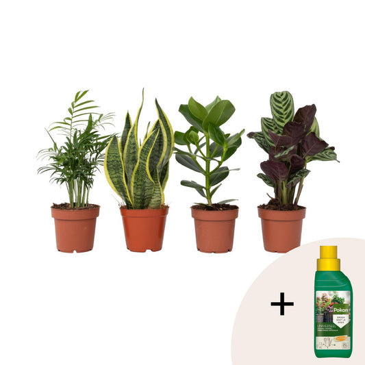 Plantas Faciles - 4 Pzs - Altura 25-40cm - ⌀12cm_0