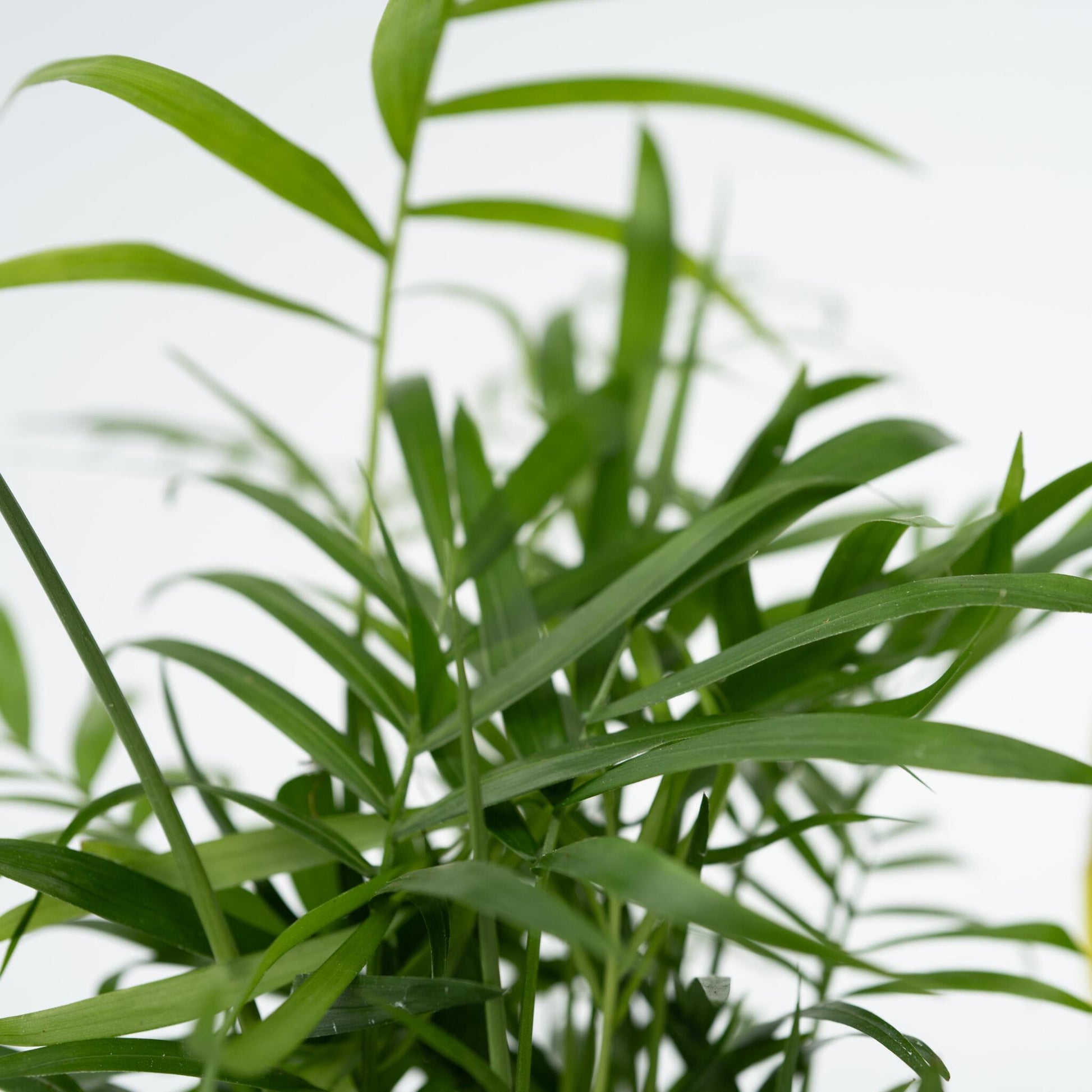Plantas Faciles - 4 Pzs - Altura 25-40cm - ⌀12cm_3