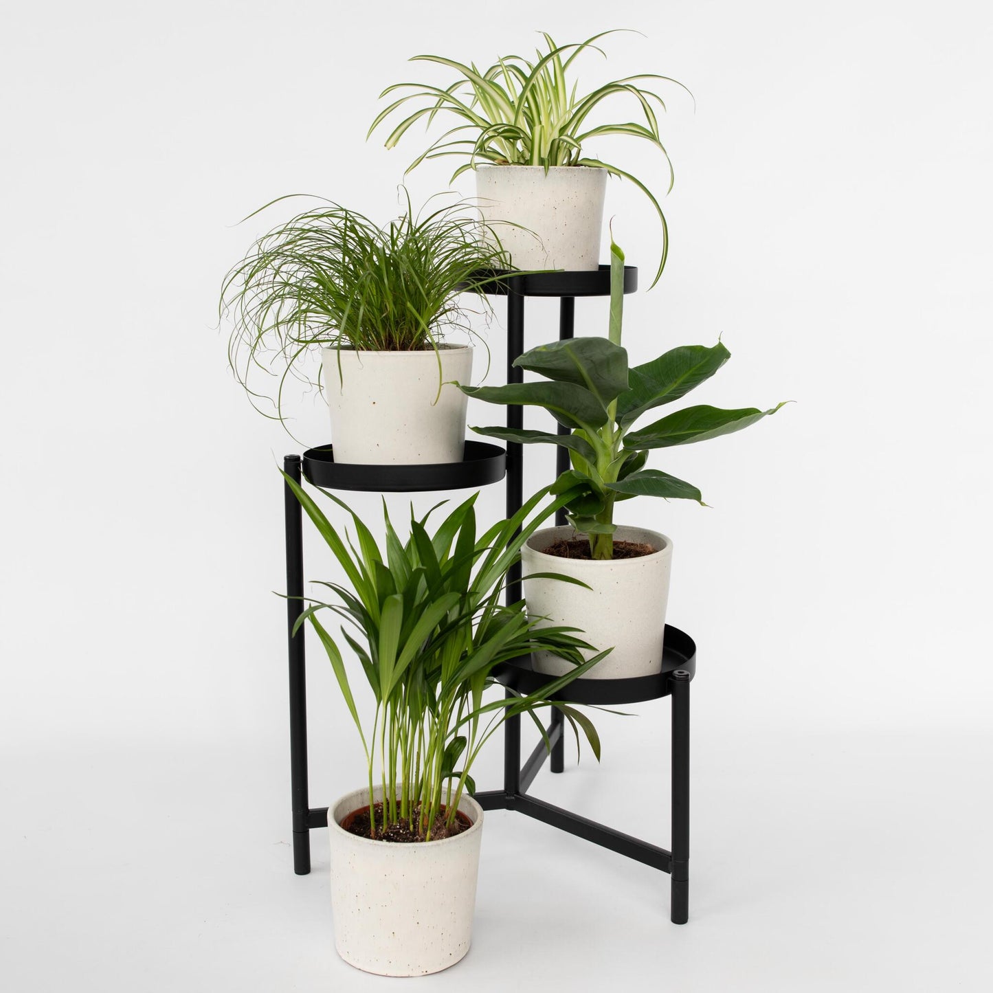 Plantas Que Admiten Mascotas - 4 Pzs - Pet Friendy Mix - Altura 25-40cm - ⌀12cm_1