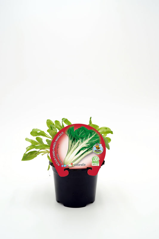 Plantón Acelga Verde Penca Ancha En Maceta 10,5 Cm. Natural - Fitoralia_0