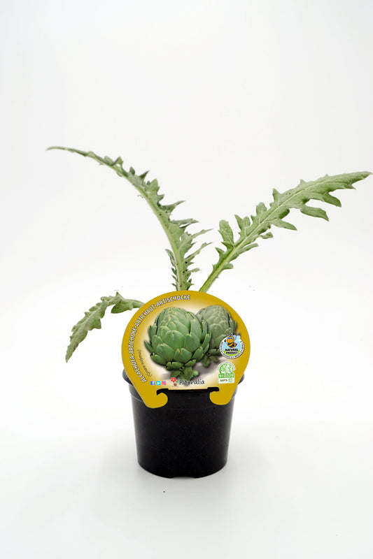 Plantón Alcachofa En Maceta 10,5 Cm. Natural - Fitoralia_0