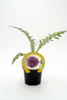 Plantão De Alcachofra Violeta De Romagna Em Vaso 10,5 Cm. Natural - Fitoralia