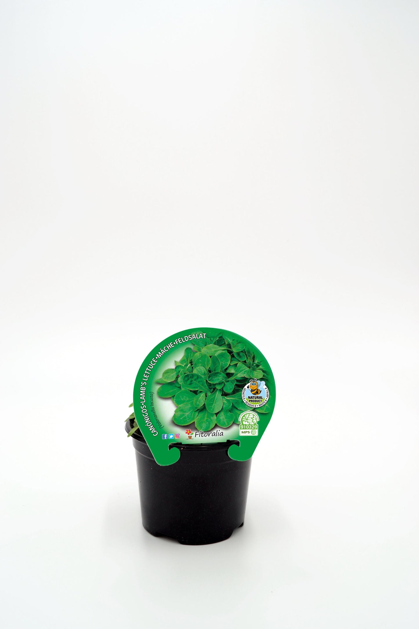 Plantón Canónigos En Maceta 10,5 Cm. Natural - Fitoralia_0