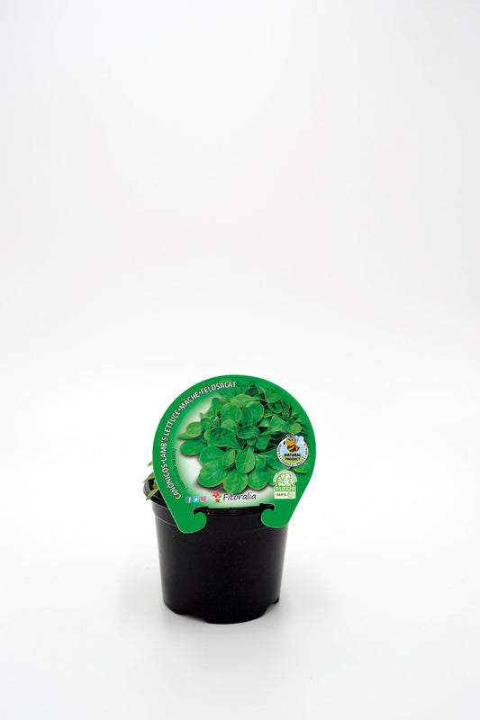 Plantón Canónigos En Maceta 10,5 Cm. Natural - Fitoralia_0