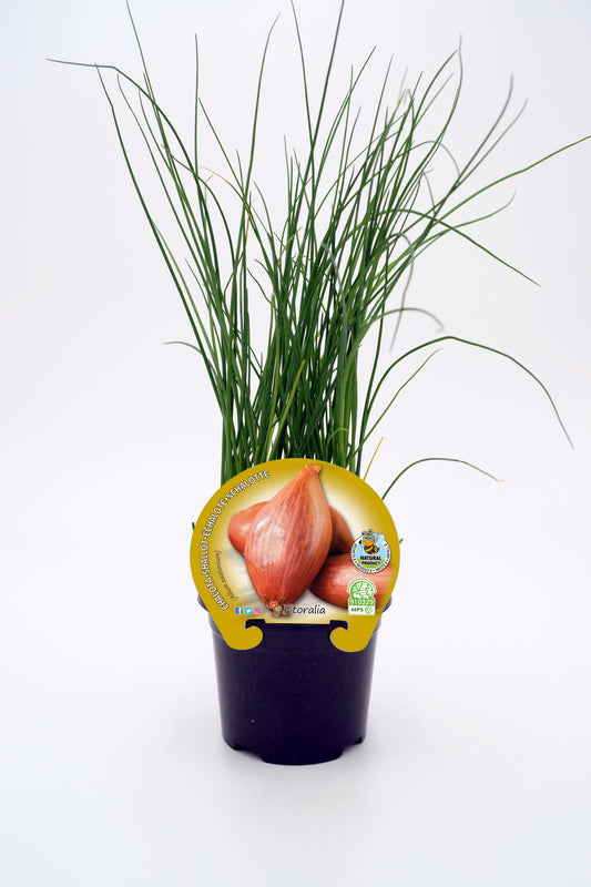 Plantón Chalota En Maceta 10,5 Cm. Natural - Fitoralia_0