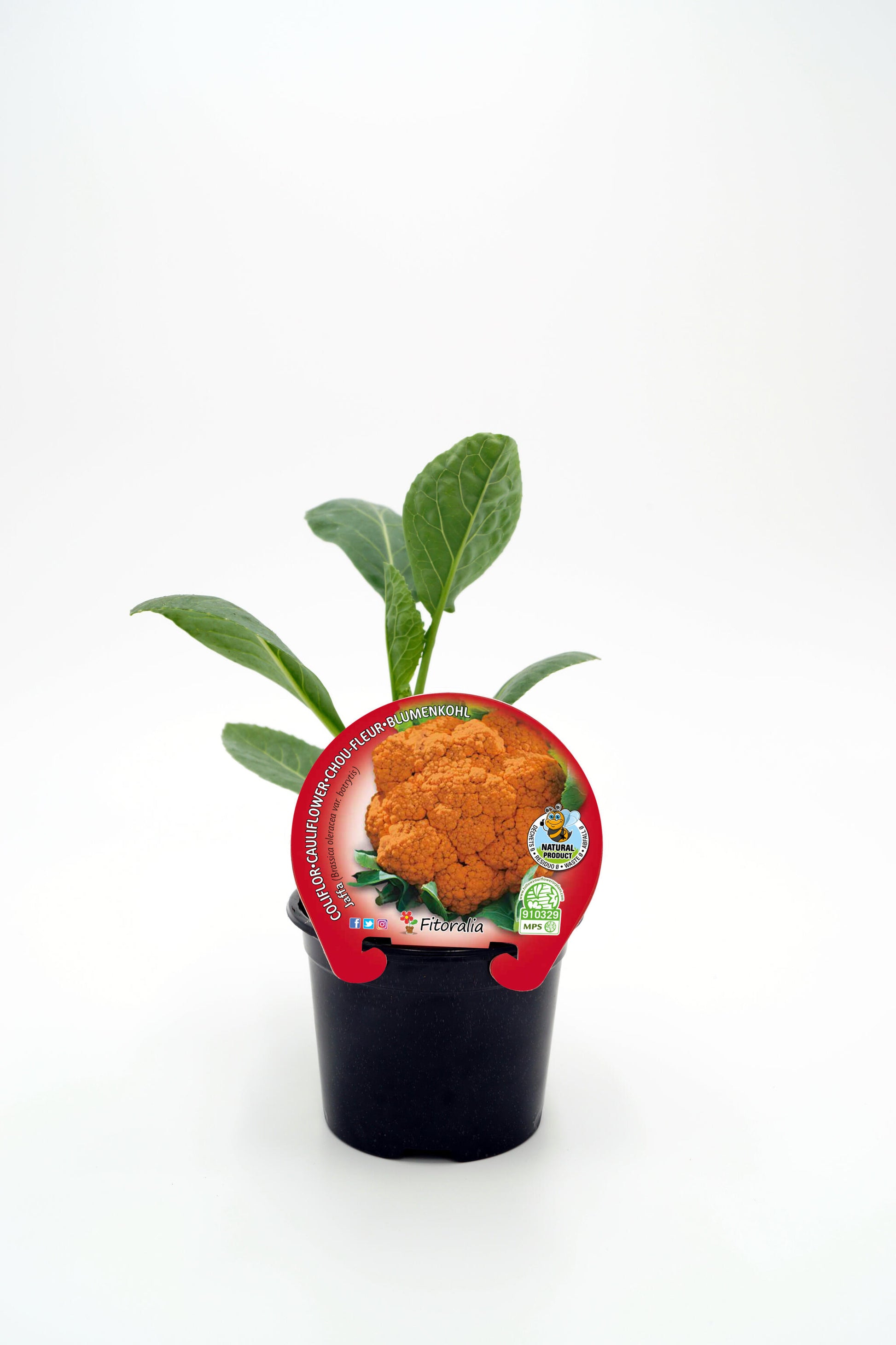 Plantón Coliflor Naranja Jaffa En Maceta 10,5 Cm. Natural - Fitoralia_0