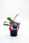 Mudas de couve roxa natural em vaso de 10,5 cm. - Fitorália