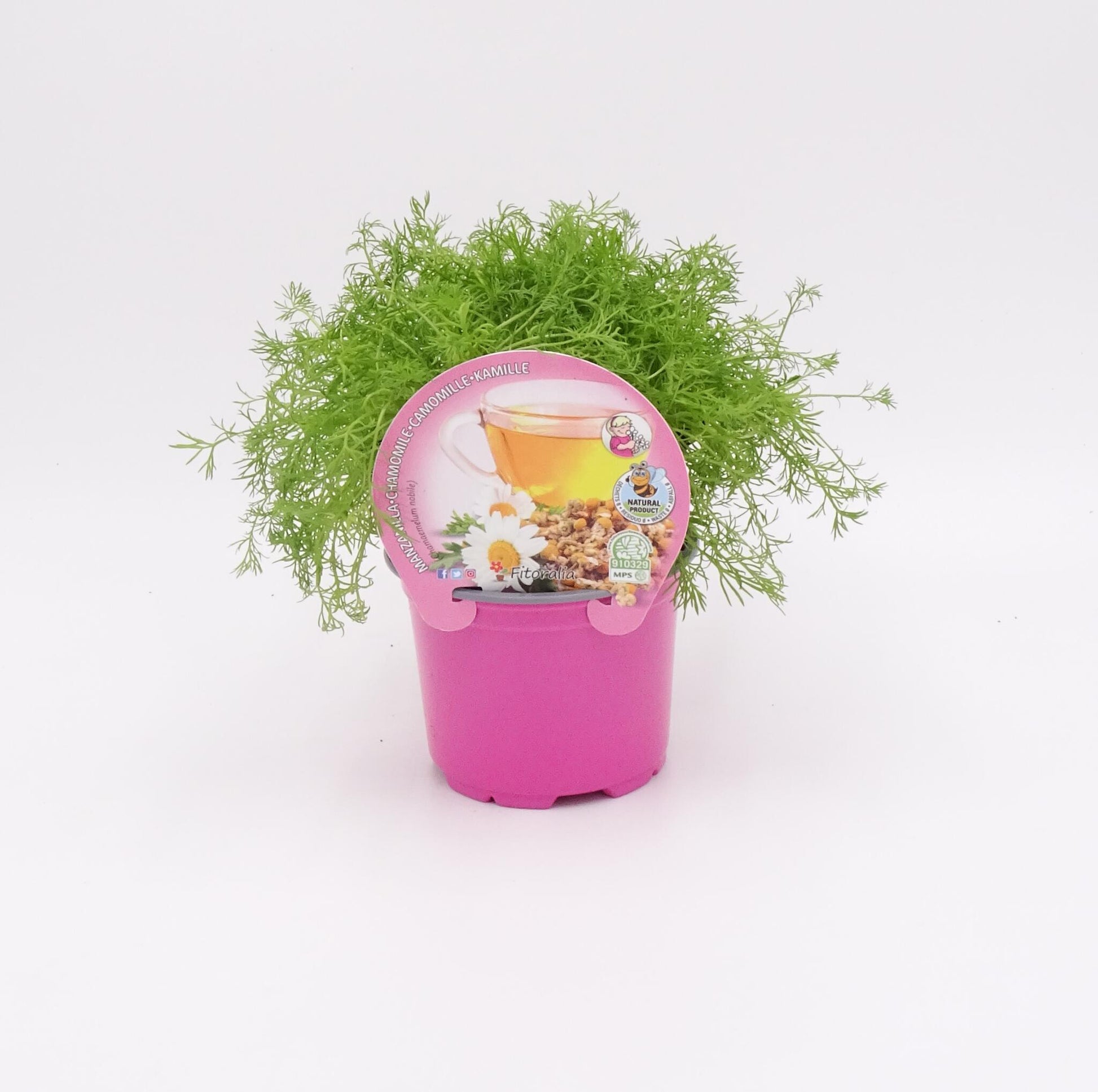 Plantón De Manzanilla Natural En Maceta 10,5 Cm. - Fitoralia_0