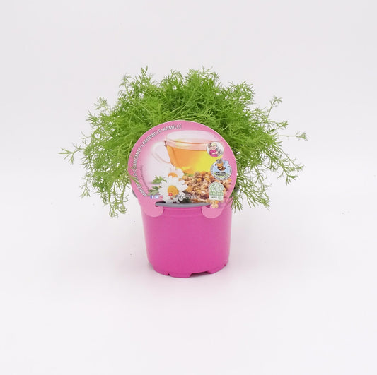 Plantón De Manzanilla Natural En Maceta 10,5 Cm. - Fitoralia_0