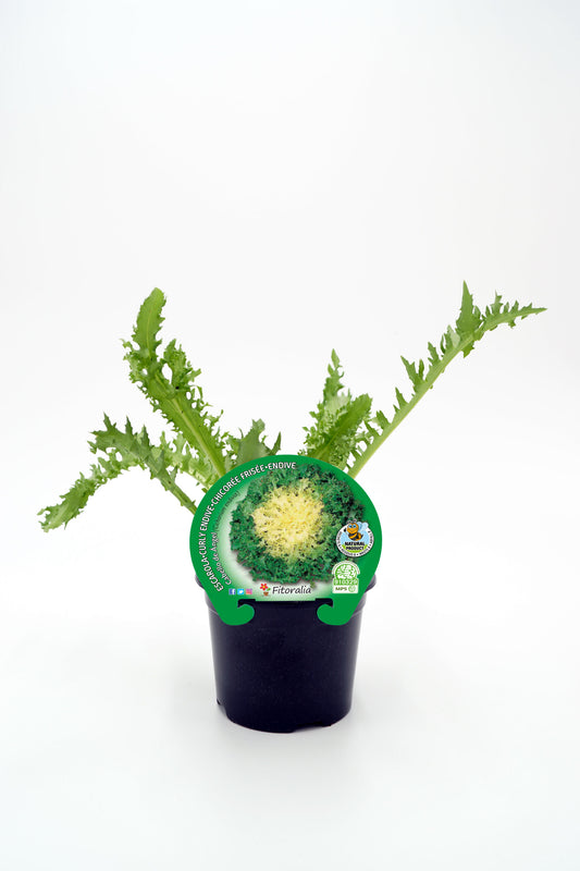 Plantón Escarola Cabello De Ángel En Maceta 10,5 Cm. Natural - Fitoralia_0