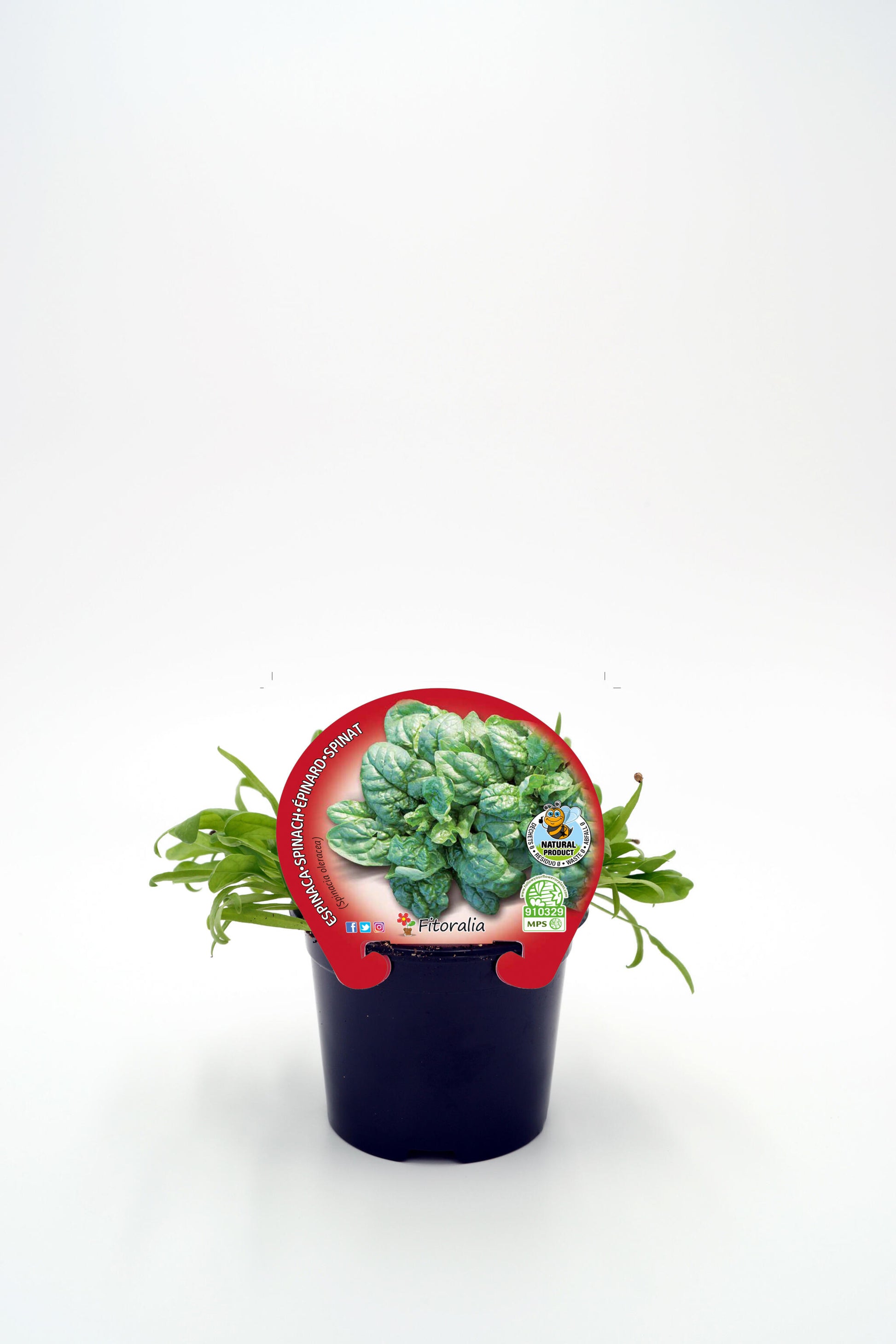 Plantón Espinaca En Maceta 10,5 Cm. Natural - Fitoralia_0
