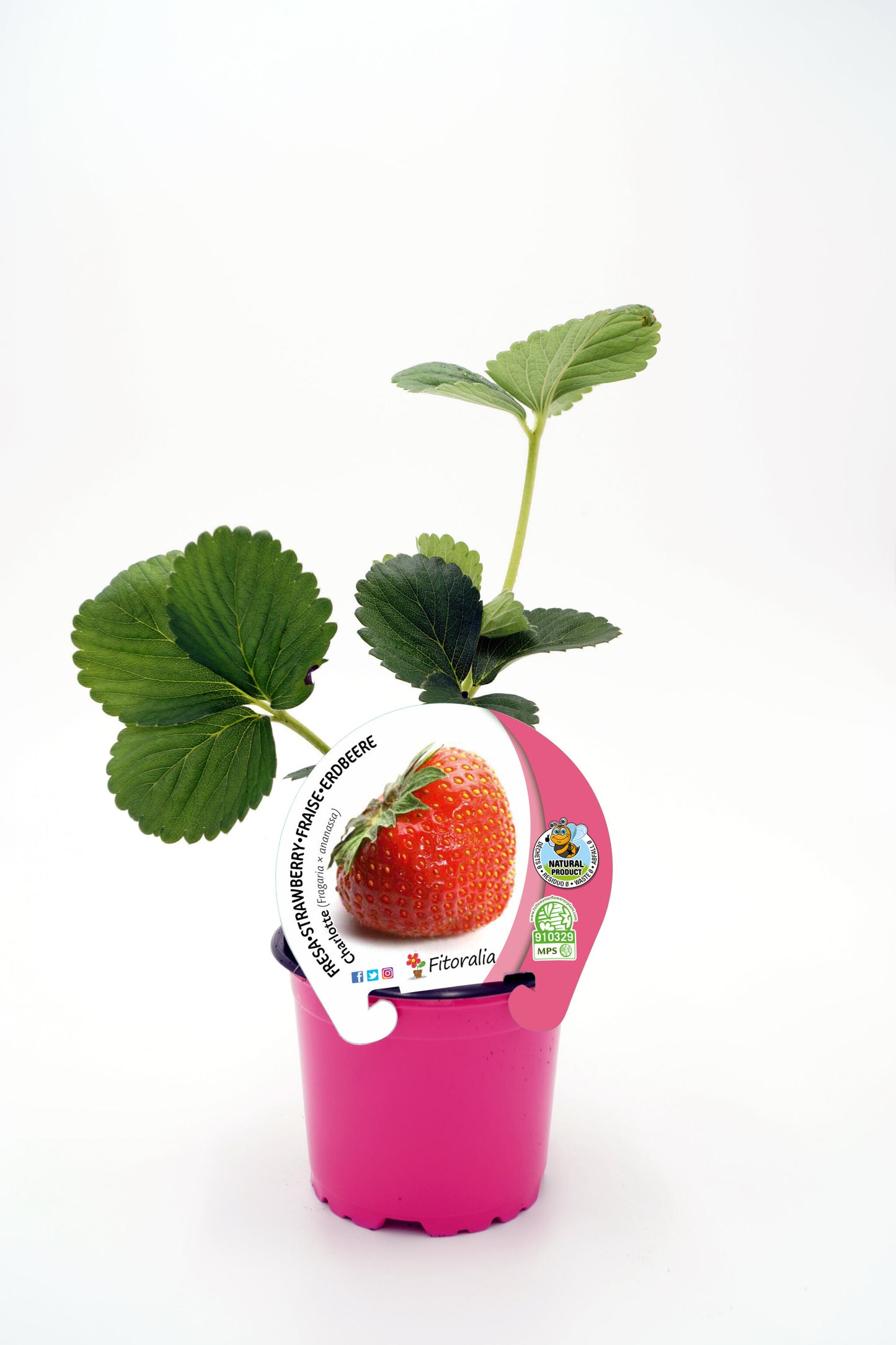 Plantón Fresa Charlotte En Maceta 10,5 Cm. Natural - Fitoralia_0