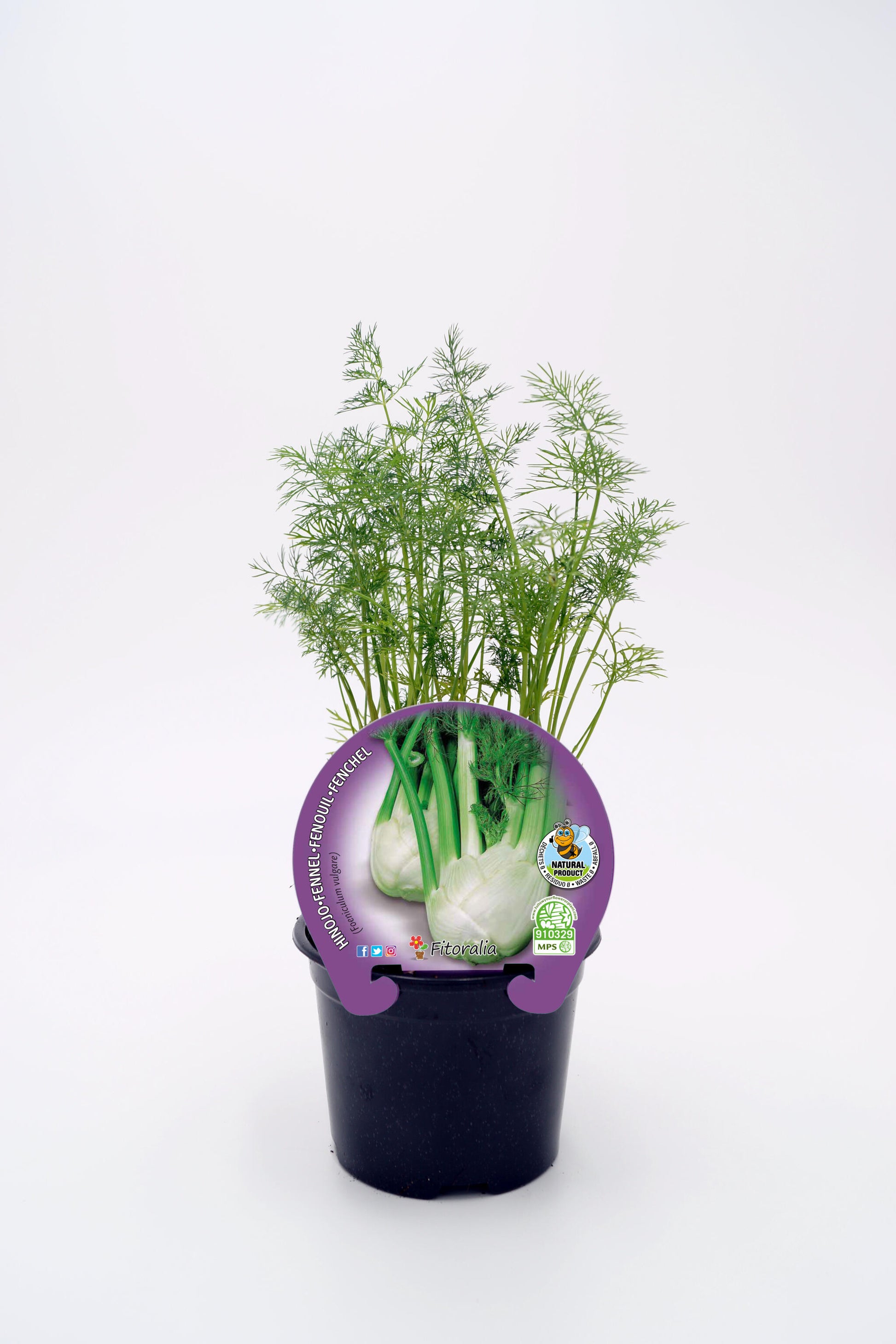 Plantón Hinojo Natural En Maceta 10,5 Cm. - Fitoralia_0