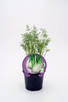 Plantão De Funcho Natural Em Vaso 10,5 Cm. - Fitoralia