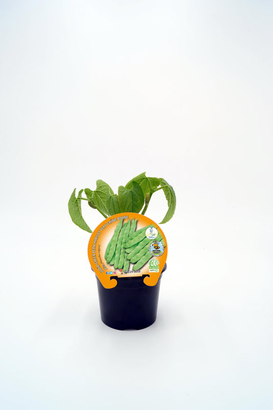 Plantón Judía Plana Mata Alta En Maceta 10,5 Cm. Natural - Fitoralia_0