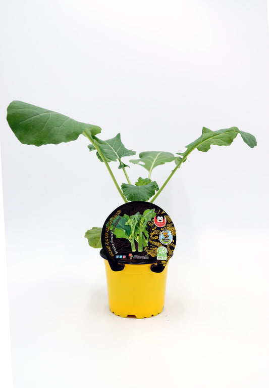 Plantón Kailaan Natural En Maceta 10,5 Cm. - Fitoralia_0